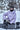 #color_frosty-lavender